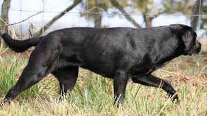 Best Of Labrador The Most Stunning Black Labrador Retriever Youtube