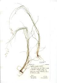 Image result for Agrostis continuata