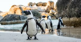 Penguins are one of the most popular and loved creatures, and several films and documentaries have been made about them, such as happy feet and march of the penguins. The Top 5 Threats To Penguins And What You Can Do To Help Oceana