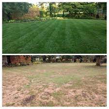 Renovation In Southern Virginia Bluegrass The Lawn Forum
