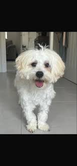 Are there any dog groomers available to shave and trim a maltipoo in  Vallejo?