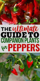 The Best Companion Plants For Peppers Sweet Or Hot Pepper Companion Plants Companion Planting Vegetables Companion Planting
