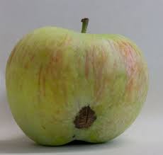 May 3 was a potential fire blight infection but due to cool weather symptoms can take weeks to show. Eat Ugly Apples Door Creek Orchard