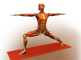 Pin On Asana Anatomy