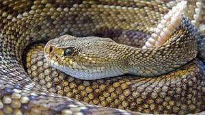 Jun 04, 2019 · identification of snakes in georgia. Snakes Are Common Across Georgia Even In Urban And