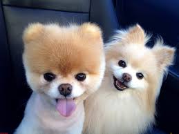 Pomeranian Boo Irki Hakkinda Bilmeniz Gerekenler