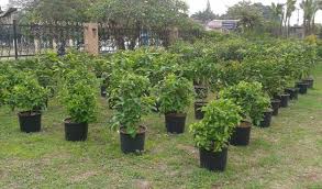 Jual tanaman hias online bibit pohon dan perlengkapan taman. Jual Beli Bibit Tanaman Harga Termurah Agromaret