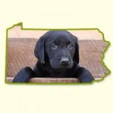 Some dogs will even have basic training, which means you can skip the potty training accidents. Puppies For Sale In Pa