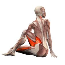 Sitting Right Twist Ardha Matsyendrasana Right Yoga Poses Yoga Com Yoga Anatomy Yoga Asanas Yoga Muscles