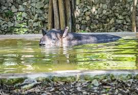 Over one third of all animal species call the amazon rainforest home. Endangered Animals Of The Amazon Rainforest Rainforest Cruises