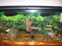 55 Gal Terrarium Hermit Crab Tank Hermit Crab Terrarium