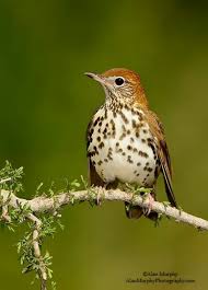 Birds Of Eastern Washington State Washington D C Wood Thrush Beautiful Birds Birds Bird