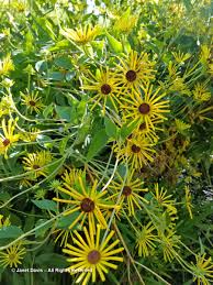 Its blooms have a pinwheel effect because each of the petals is rolled into a tube. Rudbeckia Subtomentosa Henry Eilers Janet Davis Explores Colour