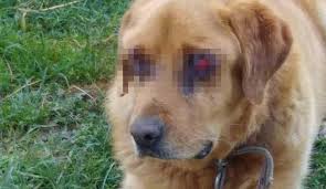 Golden Kopegin Gozlerini Oydular