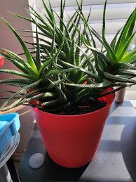 Image result for Aloe ballii