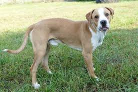 The eighth wonder of the world, king of skull island, and now, a bit like bruce willis' character in die hard. Mensch Gegen Mittelgrossen Hund Wer Gewinnt Tiere Menschen Hunderasse