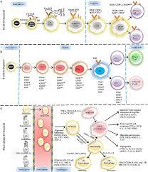 Humoral immunity refers to mechanisms of the adaptive immune defenses that are mediated by antibodies secreted by b lymphocytes, or b cells. File Maturation Des Lymphocytes T Des Lymphocytes B Et Des Macrophages Jpg Wikimedia Commons
