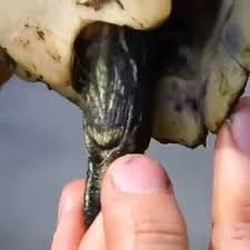 The tails of male and female florida softshell turtles also look completely different. How To Tell The Gender Of A Turtle With Video Guide All Turtles