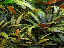 Cryptocoryne x willisii lucens, der glänzende wasserkelch, vermehrt sich wie andere cryptocorynen durch unterirdische ausläufer sowie durch. Cryptocoryne Wendtii Jetzt Ab 4 99 Kaufen Pflege Details