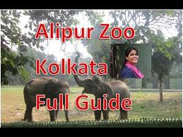 Alipore Zoological Gardens Kolkata Entry Timing Full Chiriakhana Animal Guide Kolkatazoo Alipurchiriak India Travel Places Zoological Garden Animal Guides