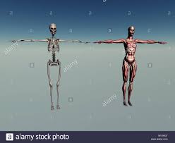 Anatomy at earth's lab is a free virtual human anatomy portal with detailed models of all human body systems. Female Anatomy Of Internal Organs With Skeleton Rear And Front Views Stock Photo Alamy