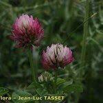Image result for Trifolium isthmocarpum