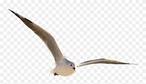 The image is placed in the infobox at the top of the article discussing seagle air, a subject of public interest. Gull Png Images Free Download Seagull Png Stunning Free Transparent Png Clipart Images Free Download