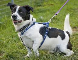 Please contact the moderators if you have any questions or concerns. Scooby 3 Year Old Male Jack Russell Terrier Cross Corgi Available For Adoption