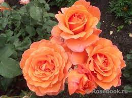 Сорта рыжих роз список фотографии и отзывы | Название сайта