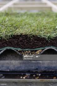 Stock Foto Creating A Living Roof A Cross Section Of A Green Roof In 2020 Dach Dachbegrunung Grun