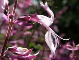 Image result for Ocimum labiatum