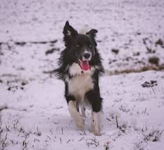 A good and experienced dog breeder will only have at least two kinds of different breeds. Bordercollietalk Com Page 3 Of 5 Experience Reviews Solutions