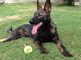 German shepard texas, san antonio. German Shepherds Of Texas San Antonio Tx 78261 Yp Com