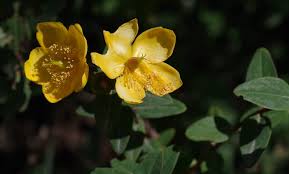 Image result for Hypericum roeperianum