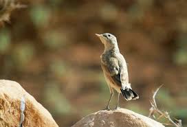 Image result for Isachne buettneri