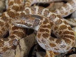 Coast Night Snake Hypsiglena Ochrorhynchus Snake Serpent Reptiles
