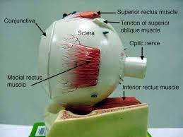 Labeled Eye Model Eye Anatomy Nervous System Anatomy Ear Anatomy