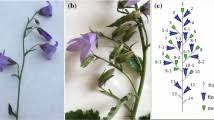 Image result for Rhytachne subgibbosa