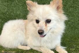 Pomeranian puppies available for adoption through Homeward Bound Animal  Rescue