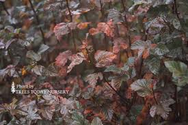 We did not find results for: Amber Jubilee Ninebark Trees Today Nursery