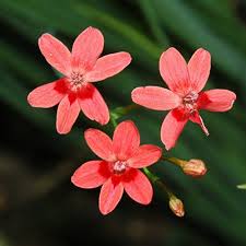 Image result for Freesia grandiflora