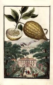 Tucked away in a Florentine Medici Villa is the World's Rarest Citrus  Collection