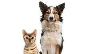 Meds for dogs pet hacks dog care dog list pets dog friends puppies dog health i love dogs. Perrigo Piedmont Partner To Provide Pet Meds