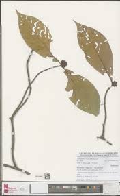 Image result for Psychotria djumaensis