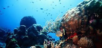 1.13 mb, 2433 x 1721. Coral Reef Ecosystems Reef Relief