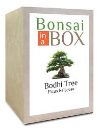 Bonsai In A Box Bodhi Tree Giles Seeds