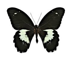 Black And White Insect With Wings Bicbugs Papilio Gambrisius Black White Butterfly Indonesia White Butterfly Black Butterfly Butterfly
