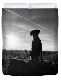 Beautiful Great Dane #14 Poster by Manuel Stubenrauch