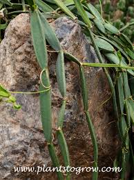 Image result for Cissus quadrangularis