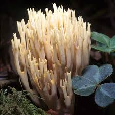 Image result for Ramaria stricta